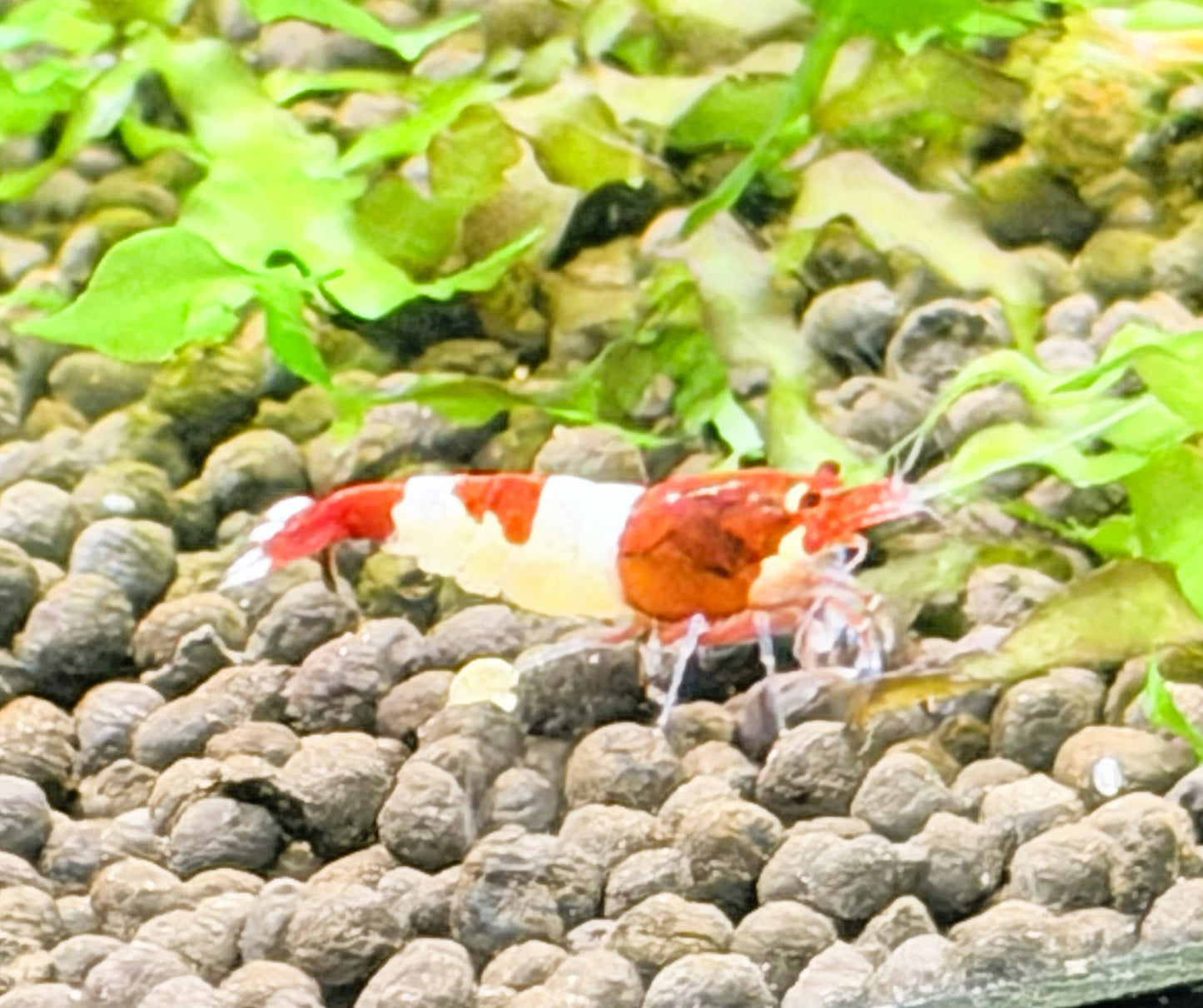 Red King Kong Shrimp (Caridina cantonensis) – 5+1 Per Order | Live Freshwater Aquarium Shrimp