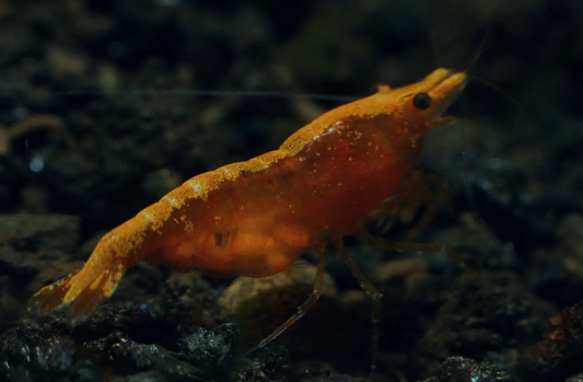 Orange Neocaridina Shrimp (Neocaridina davidi) - 5+1 Per Order