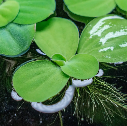 Water Lettuce (Pistia stratiotes) - 4 Pack