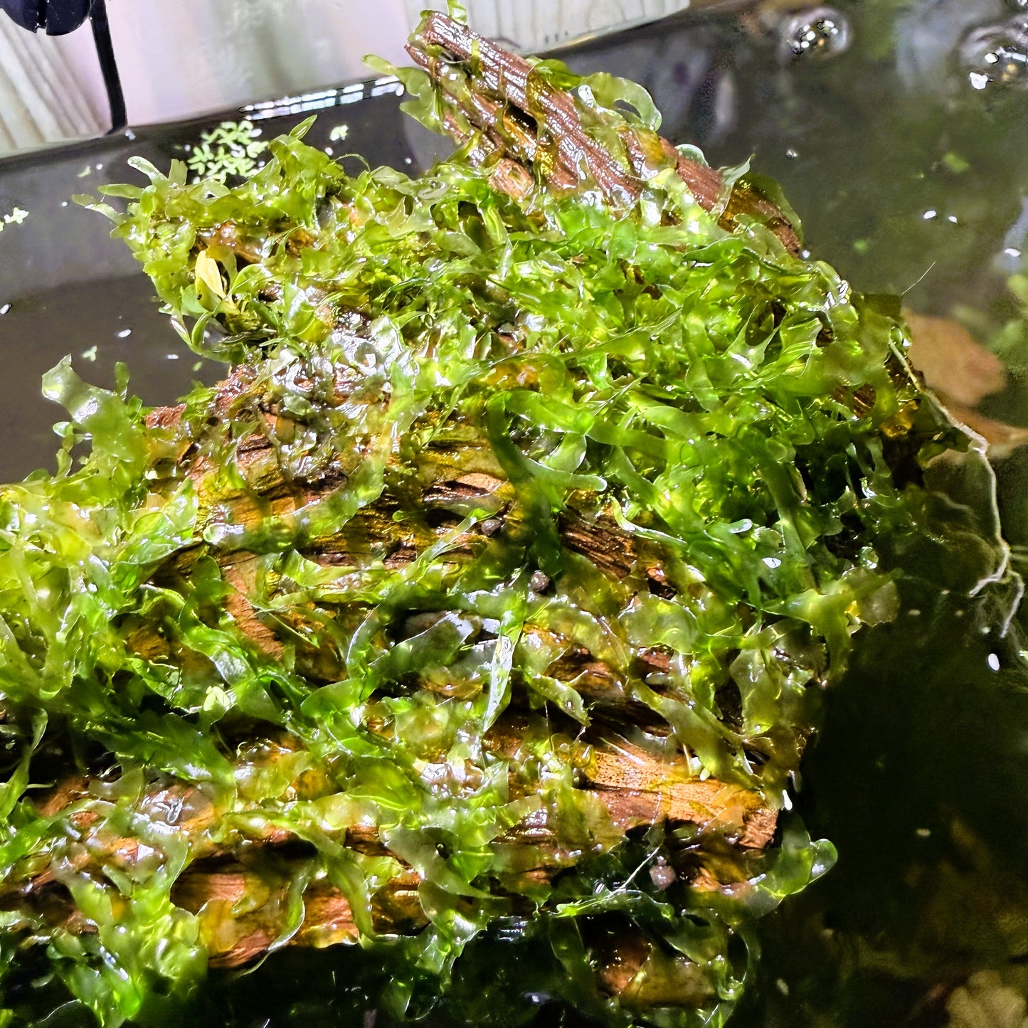 Subwassertang (Lomariopsis cf. lineata) - 20 Grams - Free Shipping
