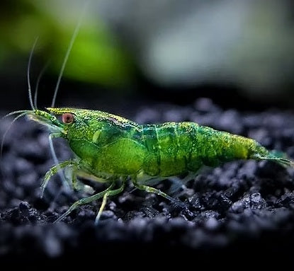 Green Jade Shrimp (Neocaridina davidi) - 5+1 Per Order