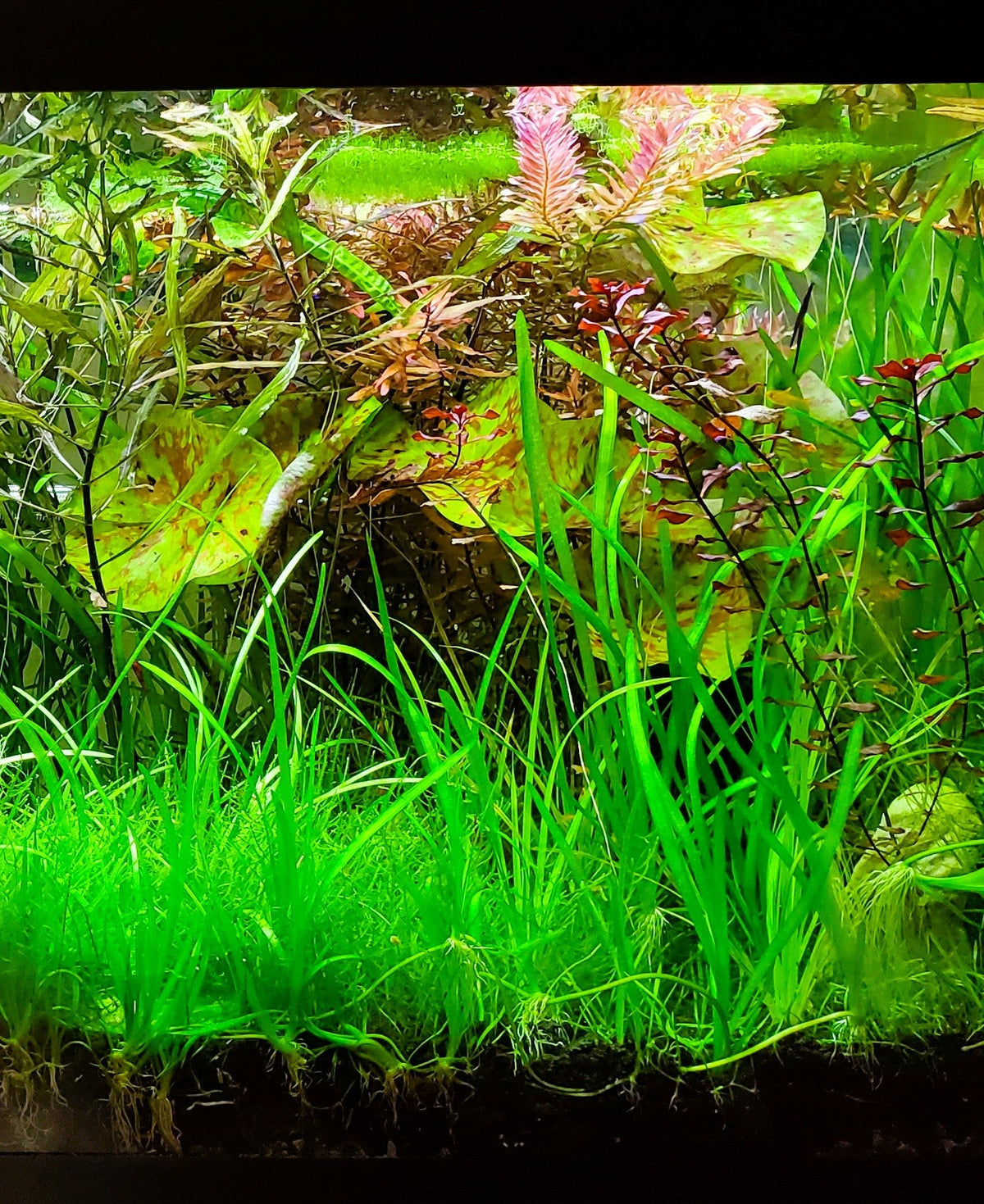 Live Aquarium Plants