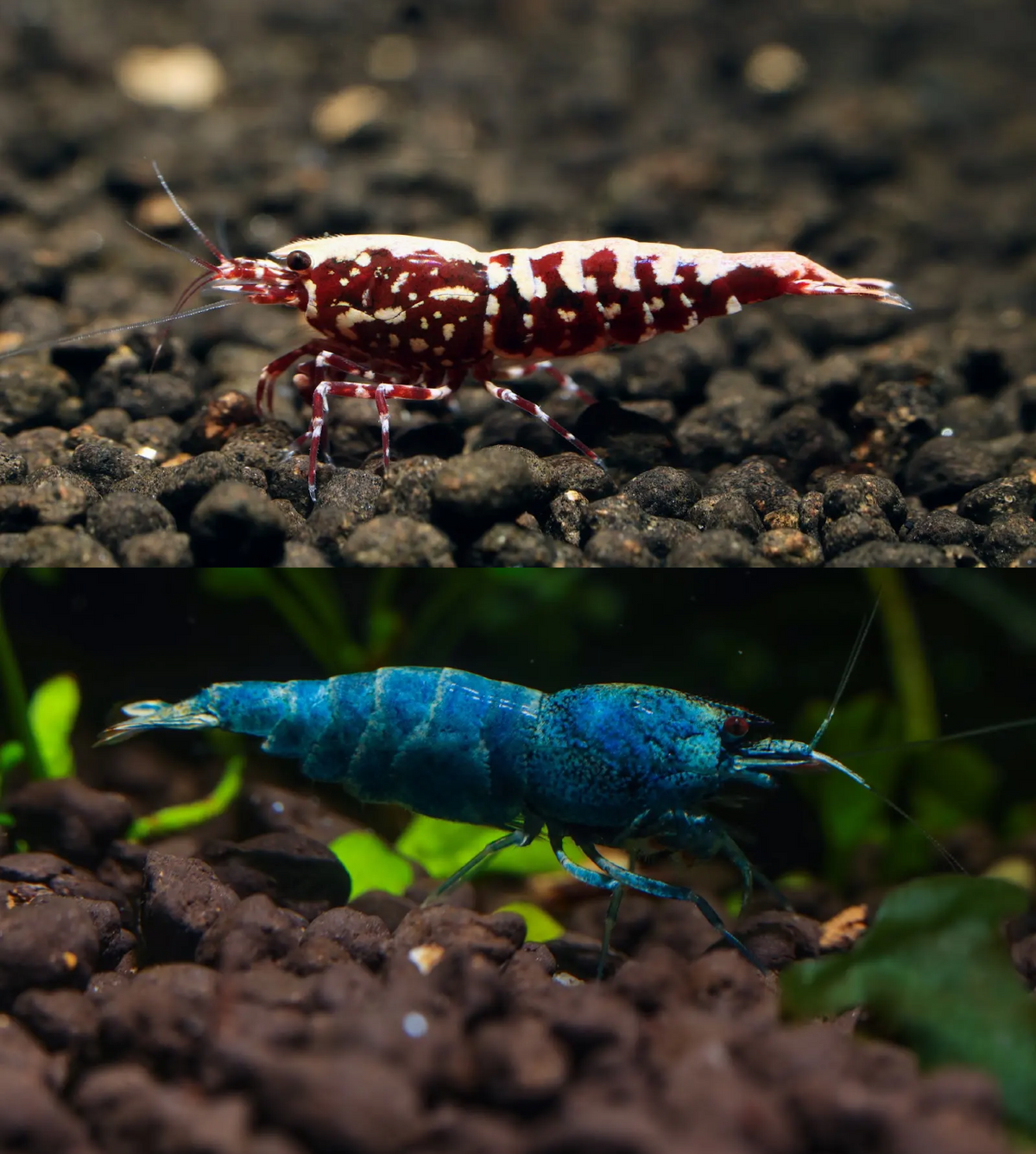 Caridina Shrimp