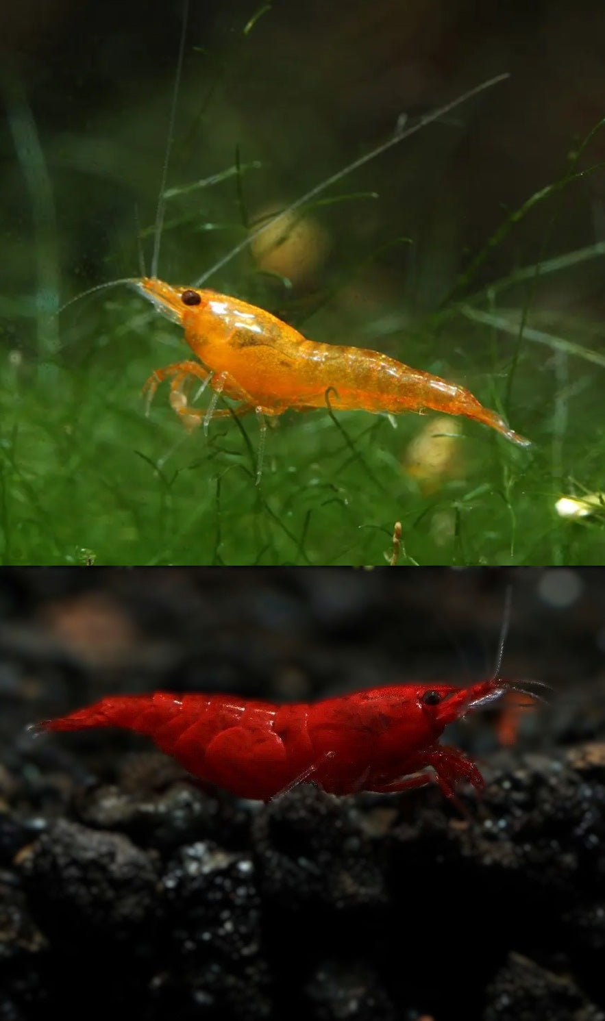 Neocaridina Shrimp