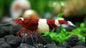 Red King Kong Shrimp (Caridina cantonensis) – 5+1 Per Order | Live Freshwater Aquarium Shrimp