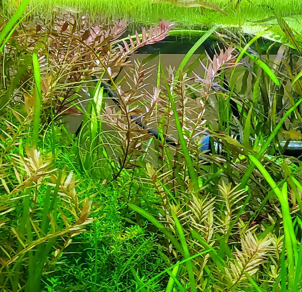 Rotala Blood Red – 3 Rooted Stems | Live Freshwater Aquarium Plant for Aquascaping