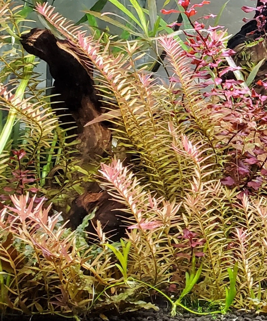 Rotala Blood Red – 3 Rooted Stems | Live Freshwater Aquarium Plant for Aquascaping