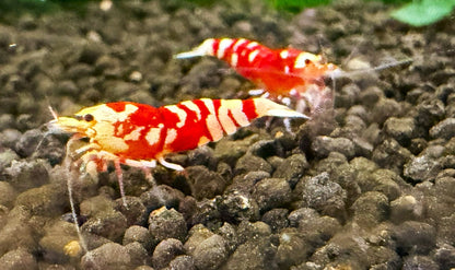 Red Fancy Tiger Shrimp (Caridina cantonensis) – 5+1 Per Order | Live Freshwater Aquarium Shrimp