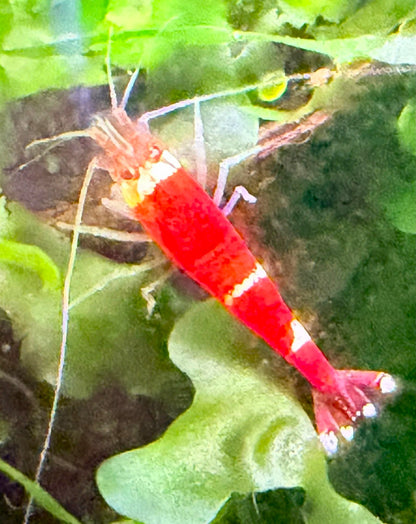 Santa Crystal Red Shrimp (Caridina cantonensis) – 5+1 Per Order | Live Freshwater Aquarium Shrimp