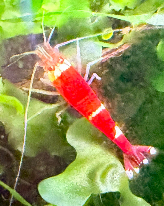 Santa Crystal Red Shrimp (Caridina cantonensis) – 5+1 Per Order | Live Freshwater Aquarium Shrimp
