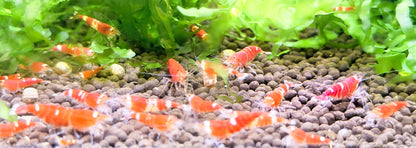 Santa Crystal Red Shrimp (Caridina cantonensis) – 5+1 Per Order | Live Freshwater Aquarium Shrimp
