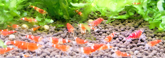 Santa Crystal Red Shrimp (Caridina cantonensis) – 5+1 Per Order | Live Freshwater Aquarium Shrimp