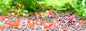 Santa Crystal Red Shrimp (Caridina cantonensis) – 5+1 Per Order | Live Freshwater Aquarium Shrimp