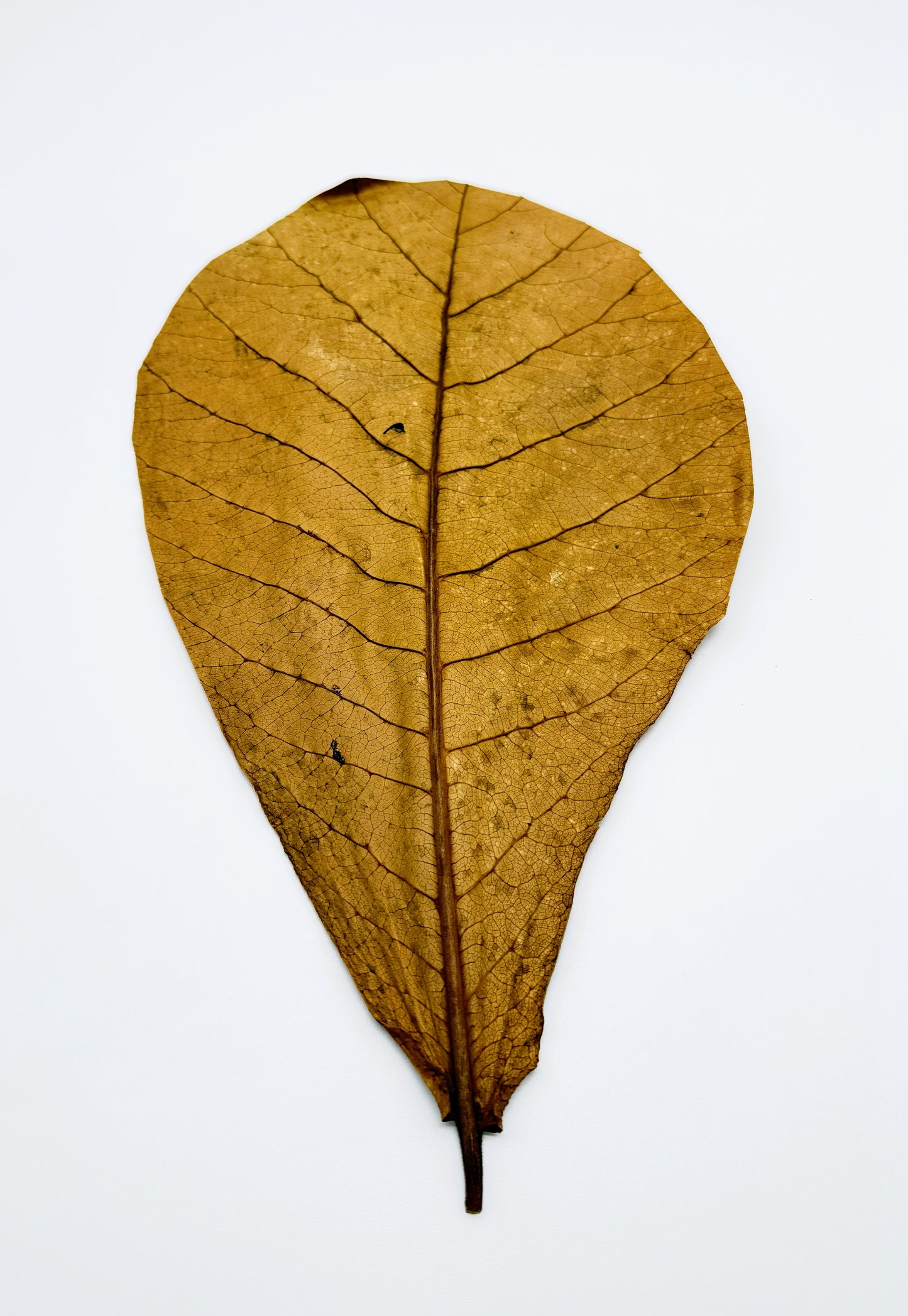 Large Indian Almond Leaves 12 Pack | XL Catappa Leaves for Shrimp, Betta & Freshwater Aquariums | 10-12 Inch Natural Tannin Leaves