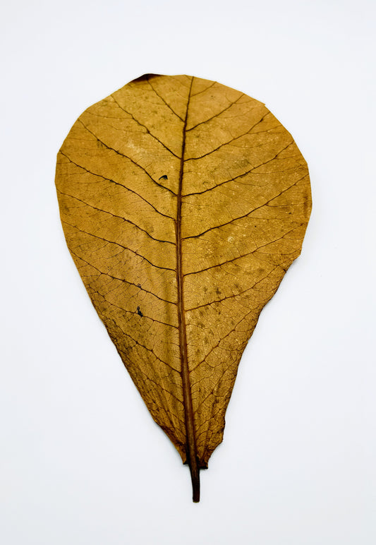 Large Indian Almond Leaves 12 Pack | XL Catappa Leaves for Shrimp, Betta & Freshwater Aquariums | 10-12 Inch Natural Tannin Leaves