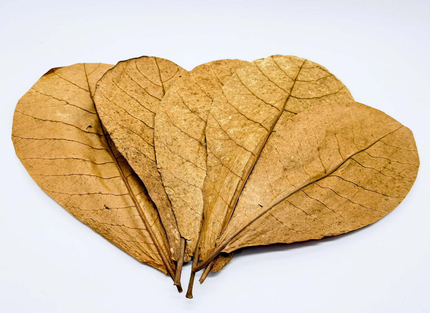 Large Indian Almond Leaves 12 Pack | XL Catappa Leaves for Shrimp, Betta & Freshwater Aquariums | 10-12 Inch Natural Tannin Leaves