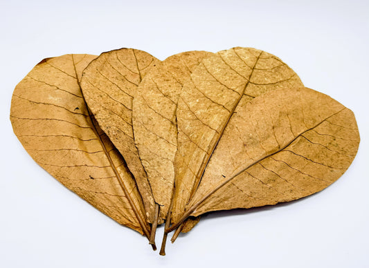 Large Indian Almond Leaves 12 Pack | XL Catappa Leaves for Shrimp, Betta & Freshwater Aquariums | 10-12 Inch Natural Tannin Leaves
