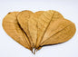 Large Indian Almond Leaves 12 Pack | XL Catappa Leaves for Shrimp, Betta & Freshwater Aquariums | 10-12 Inch Natural Tannin Leaves