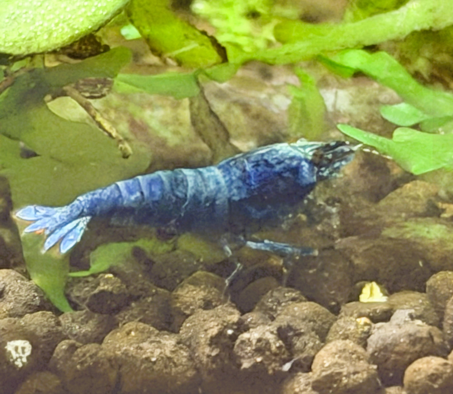 Blue Bolt Shrimp (Caridina cantonensis) – 5+1 Per Order | Live Freshwater Aquarium Shrimp