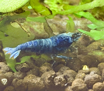Blue Bolt Shrimp (Caridina cantonensis) – 5+1 Per Order | Live Freshwater Aquarium Shrimp