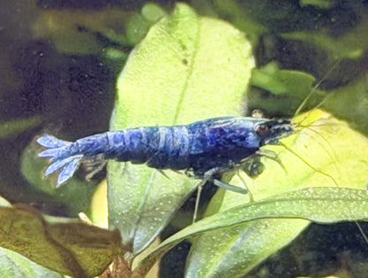 Blue Bolt Shrimp (Caridina cantonensis) – 5+1 Per Order | Live Freshwater Aquarium Shrimp