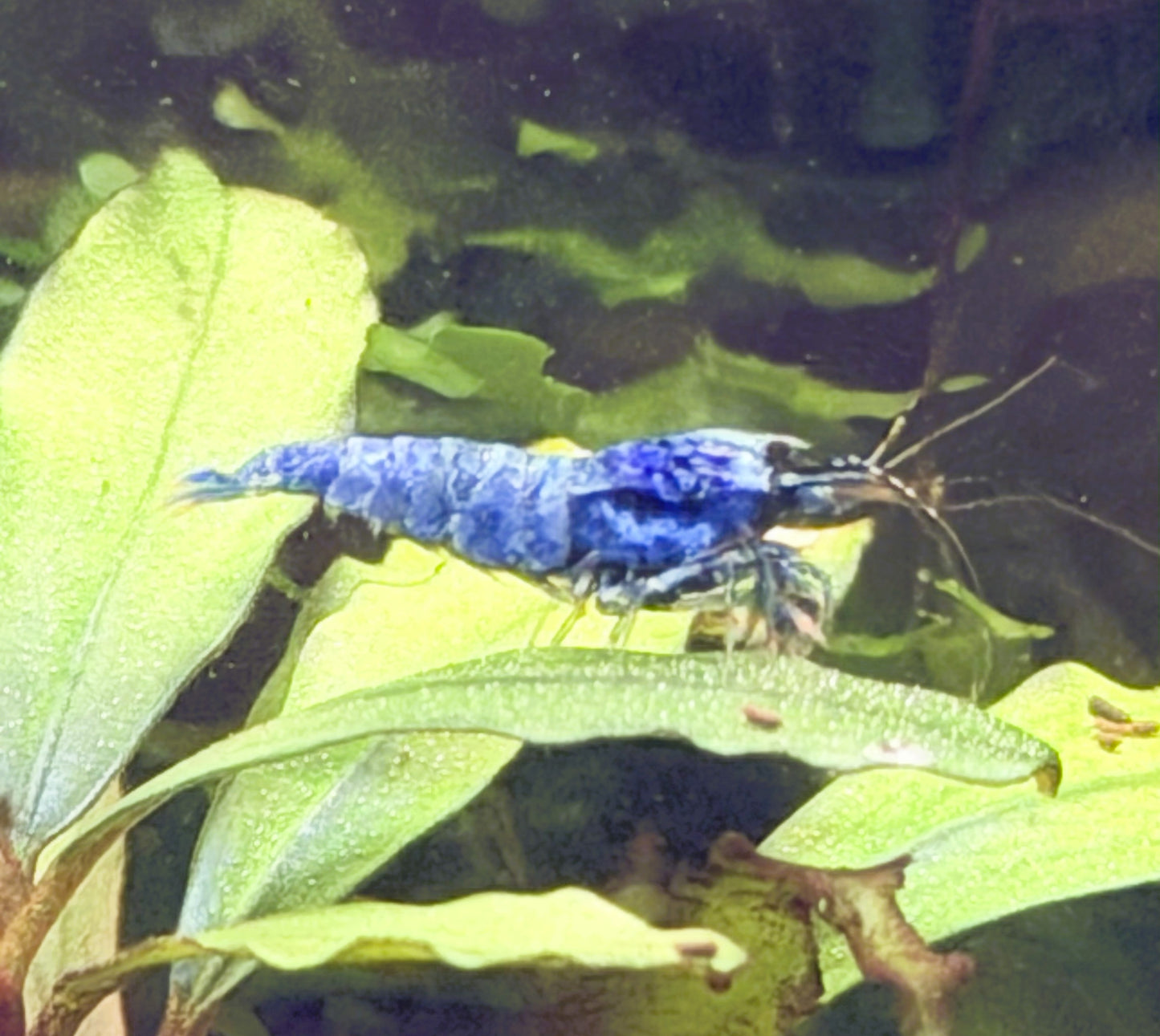 Blue Bolt Shrimp (Caridina cantonensis) – 5+1 Per Order | Live Freshwater Aquarium Shrimp