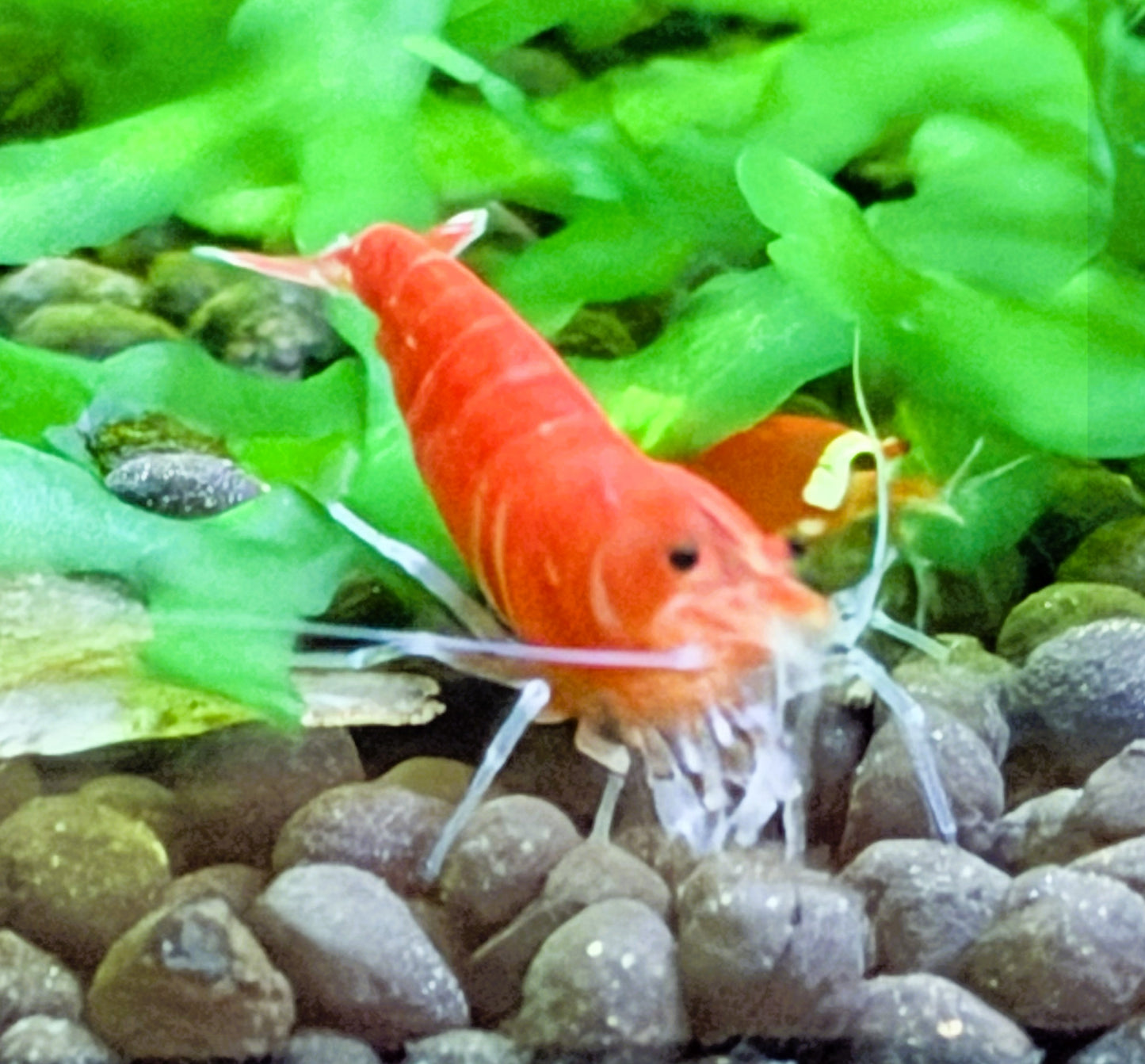 Santa Crystal Red Shrimp (Caridina cantonensis) – 5+1 Per Order | Live Freshwater Aquarium Shrimp