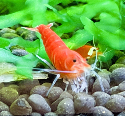 Santa Crystal Red Shrimp (Caridina cantonensis) – 5+1 Per Order | Live Freshwater Aquarium Shrimp