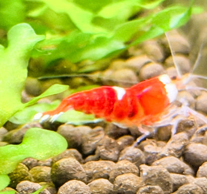Santa Crystal Red Shrimp (Caridina cantonensis) – 5+1 Per Order | Live Freshwater Aquarium Shrimp