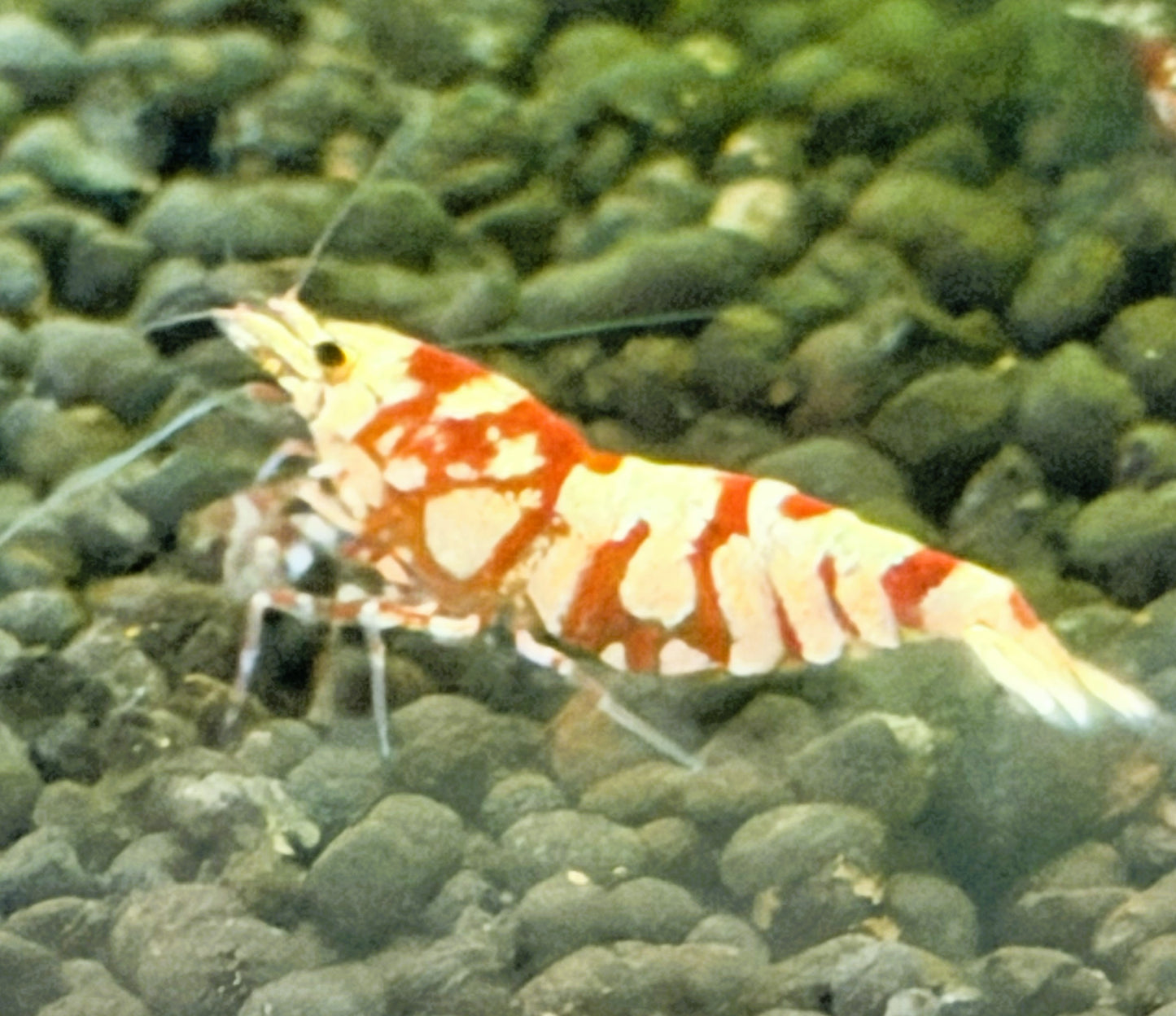 Red Fancy Tiger Shrimp (Caridina cantonensis) – 5+1 Per Order | Live Freshwater Aquarium Shrimp