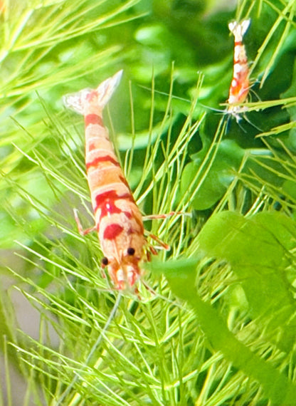 Red Fancy Tiger Shrimp (Caridina cantonensis) – 5+1 Per Order | Live Freshwater Aquarium Shrimp