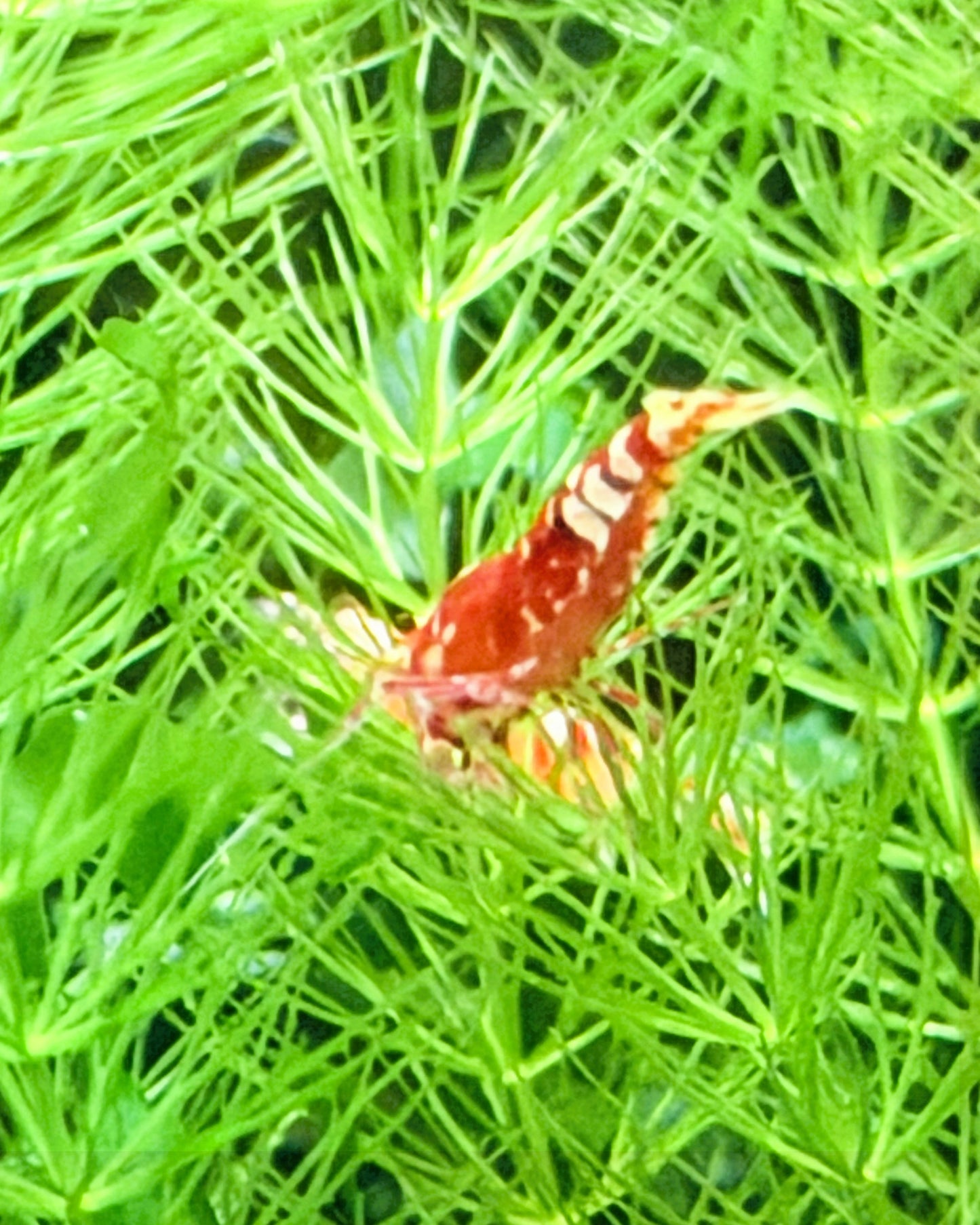 Red Fancy Tiger Shrimp (Caridina cantonensis) – 5+1 Per Order | Live Freshwater Aquarium Shrimp