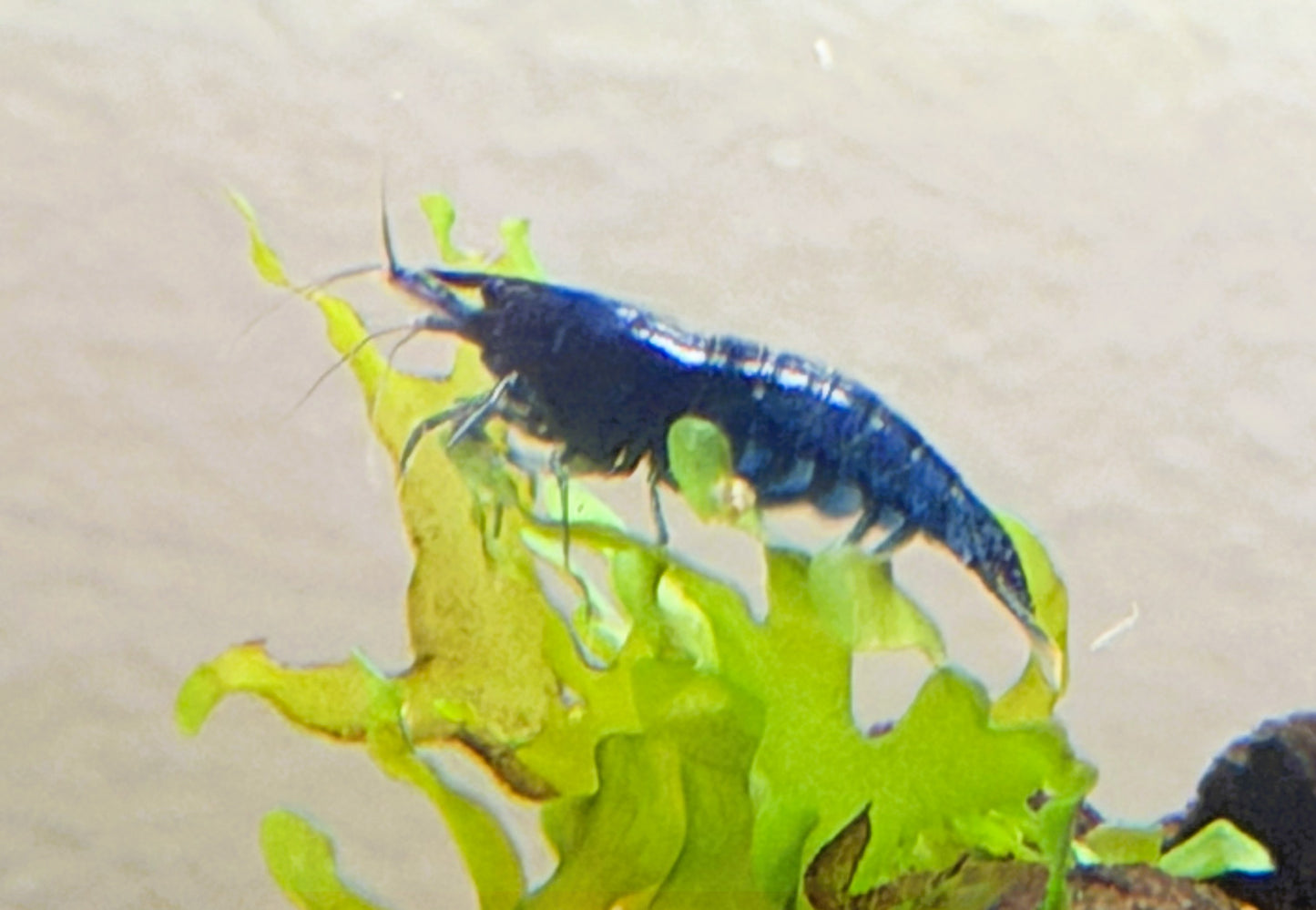 Blue Dream Shrimp (Neocaridina davidi) – 5+1 Per Order | Live Freshwater Aquarium Shrimp for Planted Tanks
