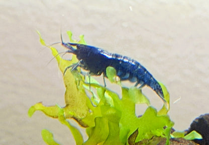 Blue Dream Shrimp (Neocaridina davidi) – 5+1 Per Order | Live Freshwater Aquarium Shrimp for Planted Tanks