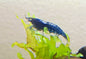 Blue Dream Shrimp (Neocaridina davidi) – 5+1 Per Order | Live Freshwater Aquarium Shrimp for Planted Tanks