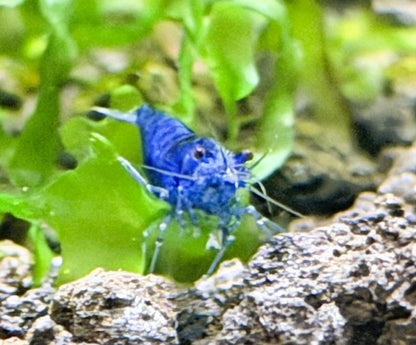 Blue Dream Shrimp (Neocaridina davidi) – 5+1 Per Order | Live Freshwater Aquarium Shrimp for Planted Tanks