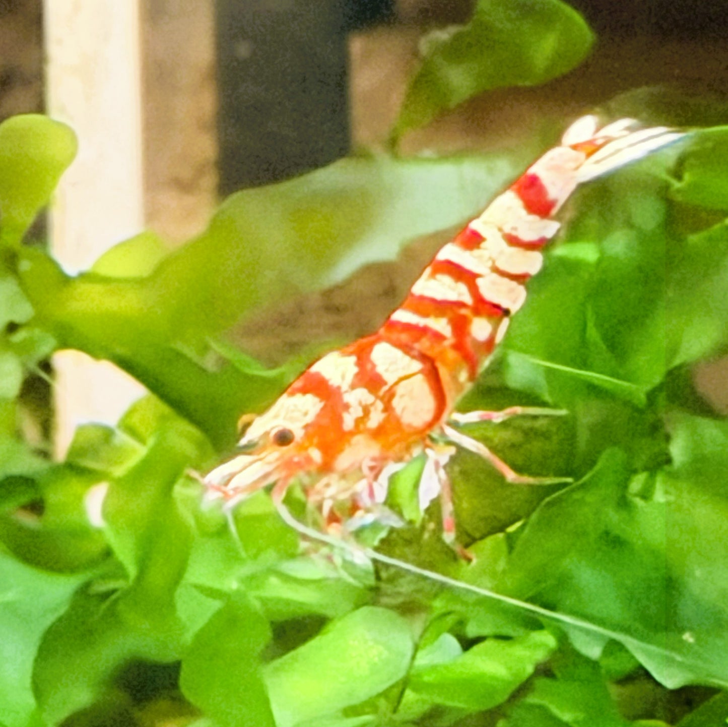 Red Fancy Tiger Shrimp (Caridina cantonensis) – 5+1 Per Order | Live Freshwater Aquarium Shrimp