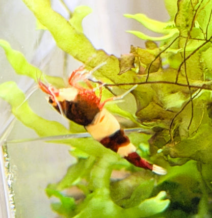 Red King Kong Shrimp (Caridina cantonensis) – 5+1 Per Order | Live Freshwater Aquarium Shrimp