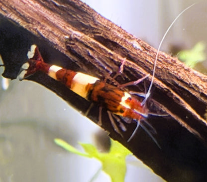 Red King Kong Shrimp (Caridina cantonensis) – 5+1 Per Order | Live Freshwater Aquarium Shrimp