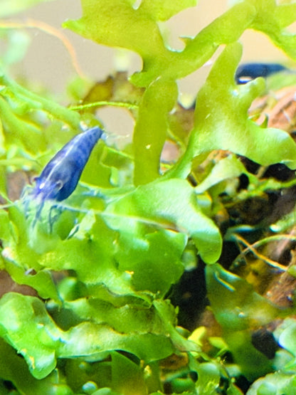 Blue Dream Shrimp (Neocaridina davidi) – 5+1 Per Order | Live Freshwater Aquarium Shrimp for Planted Tanks