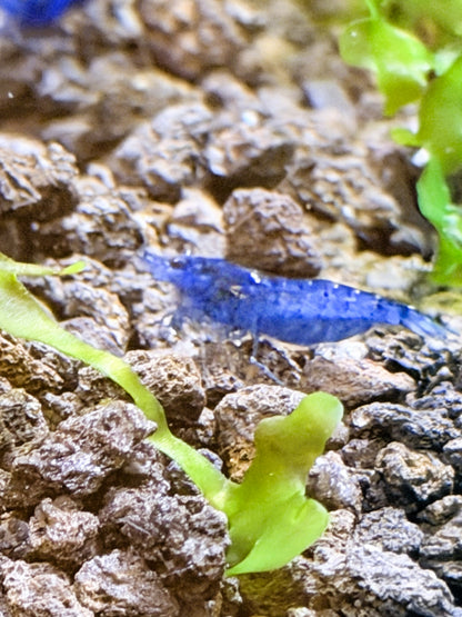 Blue Dream Shrimp (Neocaridina davidi) – 5+1 Per Order | Live Freshwater Aquarium Shrimp for Planted Tanks