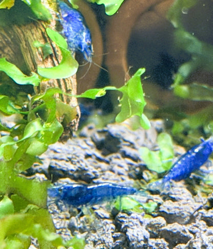Blue Dream Shrimp (Neocaridina davidi) – 5+1 Per Order | Live Freshwater Aquarium Shrimp for Planted Tanks