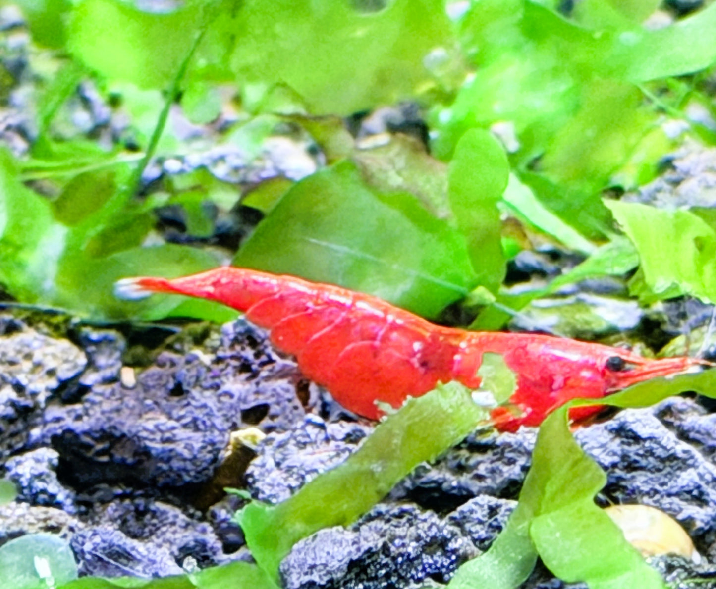 Bloody Mary Shrimp (Neocaridina davidi) – 5+1 Per Order | Live Freshwater Aquarium Shrimp for Planted Tanks