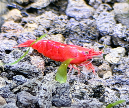 Bloody Mary Shrimp (Neocaridina davidi) – 5+1 Per Order | Live Freshwater Aquarium Shrimp for Planted Tanks
