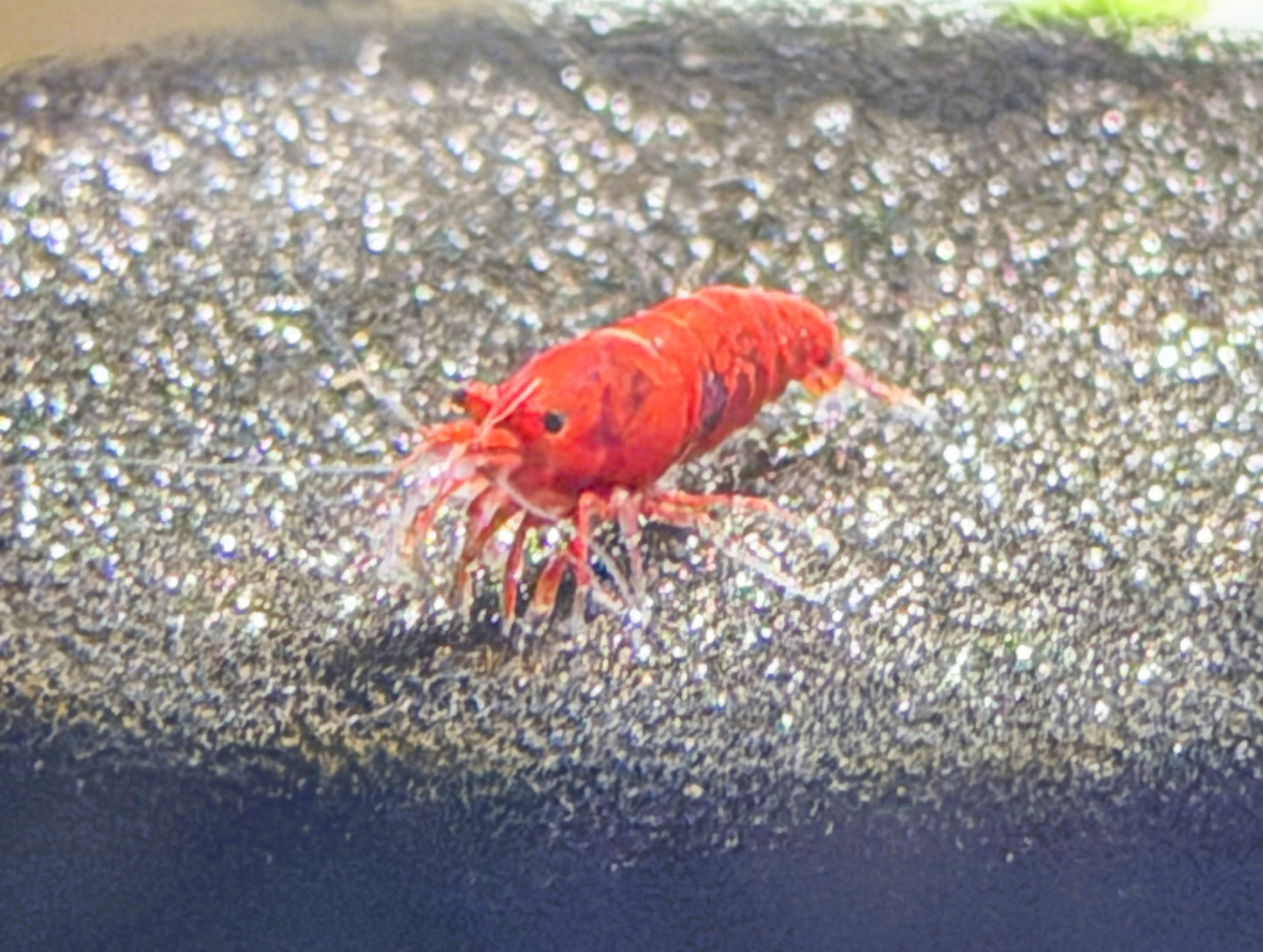 Bloody Mary Shrimp (Neocaridina davidi) – 5+1 Per Order | Live Freshwater Aquarium Shrimp for Planted Tanks