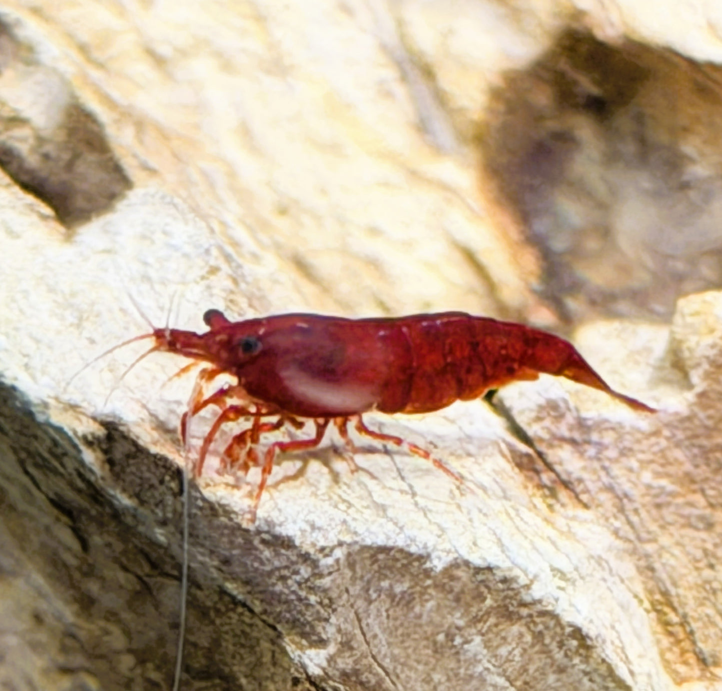 Bloody Mary Shrimp (Neocaridina davidi) – 5+1 Per Order | Live Freshwater Aquarium Shrimp for Planted Tanks
