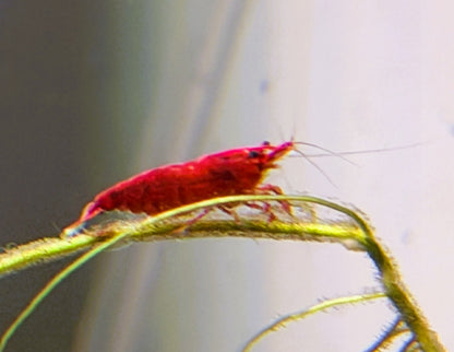 Bloody Mary Shrimp (Neocaridina davidi) – 5+1 Per Order | Live Freshwater Aquarium Shrimp for Planted Tanks
