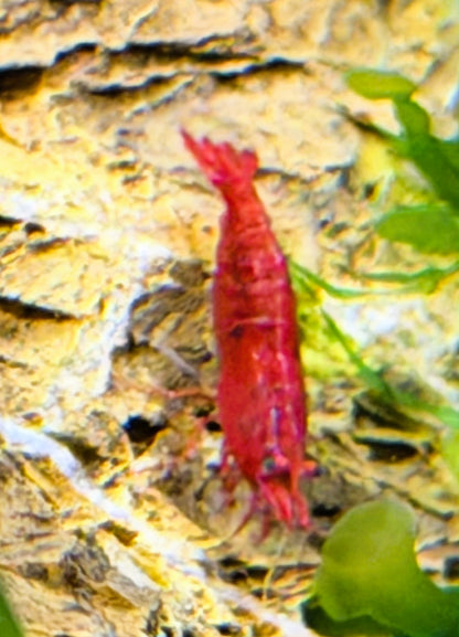 Bloody Mary Shrimp (Neocaridina davidi) – 5+1 Per Order | Live Freshwater Aquarium Shrimp for Planted Tanks