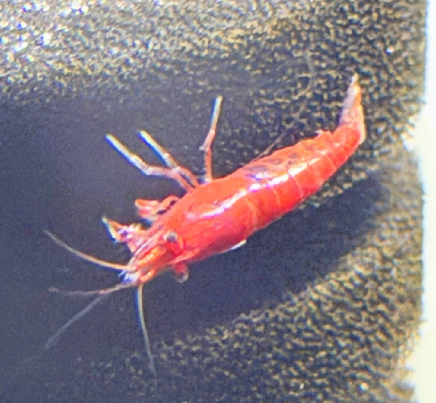 Bloody Mary Shrimp (Neocaridina davidi) – 5+1 Per Order | Live Freshwater Aquarium Shrimp for Planted Tanks