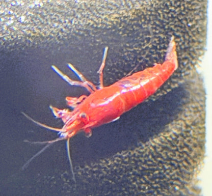 Bloody Mary Shrimp (Neocaridina davidi) – 5+1 Per Order | Live Freshwater Aquarium Shrimp for Planted Tanks